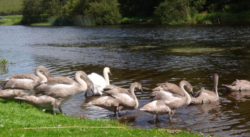 Corrigan Shore Bed and Breakfast in Enniskillen Fermanagh